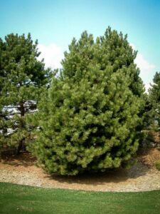 Сосна Чёрная (Pinus Nigra) купить по цене от 270.00р. в интернет-магазине «Посадика» с доставкой почтой в в Артемовске и по всей России – [изображение №1].