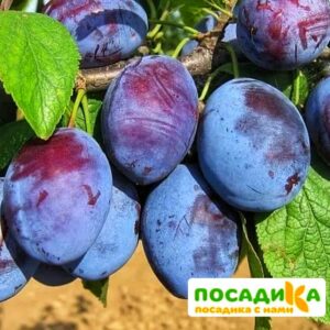 Слива Чачакская ранняя купить по цене от 229.00р. в интернет-магазине «Посадика» с доставкой почтой в в Артемовске и по всей России – [изображение №1].