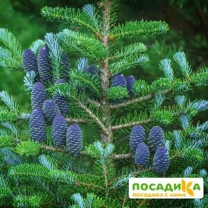 Пихта корейская (Abies koreana) купить по цене от 450.00р. в интернет-магазине «Посадика» с доставкой почтой в в Артемовске и по всей России – [изображение №1].