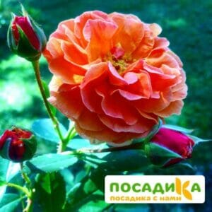 Роза Арабия купить по цене от 350.00р. в интернет-магазине «Посадика» с доставкой почтой в в Артемовске и по всей России – [изображение №1].