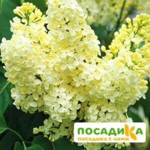 Сирень Примроуз (Primrose) купить по цене от 529.00р. в интернет-магазине «Посадика» с доставкой почтой в в Артемовске и по всей России – [изображение №1].