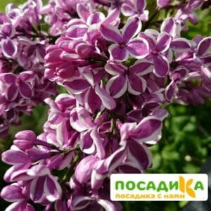 Сирень Сенсация купить по цене от 529.00р. в интернет-магазине «Посадика» с доставкой почтой в в Артемовске и по всей России – [изображение №1].