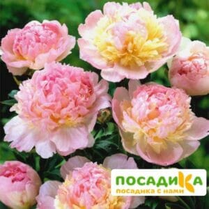 Пион Распберри Сандей (Paeonia Raspberry Sundae) купить по цене от 959р. в интернет-магазине «Посадика» с доставкой почтой в в Артемовске и по всей России – [изображение №1].