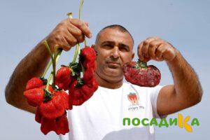Клубника Гигант Джорнея купить по цене от 266р. в интернет-магазине «Посадика» с доставкой почтой в в Артемовске и по всей России – [изображение №1].