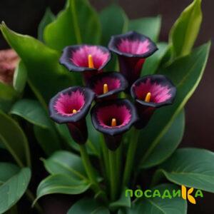 Калла Аура Лейс купить по цене от 400р. в интернет-магазине «Посадика» с доставкой почтой в в Артемовске и по всей России – [изображение №1].