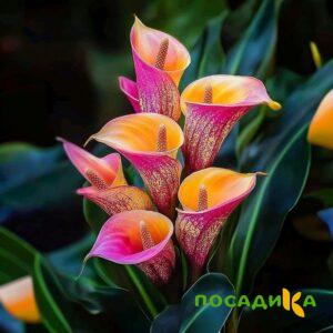 Калла Оникс купить по цене от 450р. в интернет-магазине «Посадика» с доставкой почтой в в Артемовске и по всей России – [изображение №1].
