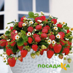 Клубника Рубиновый Шепот (горшечная) купить по цене от 240р. в интернет-магазине «Посадика» с доставкой почтой в в Артемовске и по всей России – [изображение №1].