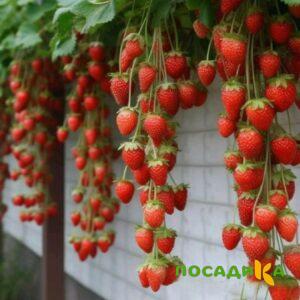 Клубника вьющаяся Комплимент купить по цене от 470р. в интернет-магазине «Посадика» с доставкой почтой в в Артемовске и по всей России – [изображение №1].
