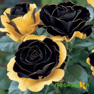 Роза Ханни Сикл купить по цене от 700р. в интернет-магазине «Посадика» с доставкой почтой в в Артемовске и по всей России – [изображение №1].