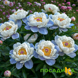 Пион акварельный Этюд купить по цене от 806р. в интернет-магазине «Посадика» с доставкой почтой в в Артемовске и по всей России – [изображение №1].