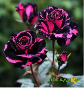 Роза Багровый Шепот купить по цене от 366р. в интернет-магазине «Посадика» с доставкой почтой в в Артемовске и по всей России – [изображение №1].