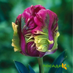 Тюльпан Экзотик Хэвен купить по цене от 186р. в интернет-магазине «Посадика» с доставкой почтой в в Артемовске и по всей России – [изображение №1].